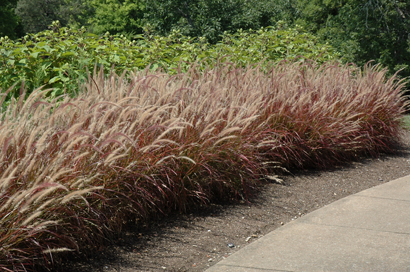 Purple Fountain Grass (Pennisetum setaceum 'Rubrum') at Ted Lare Design and Build