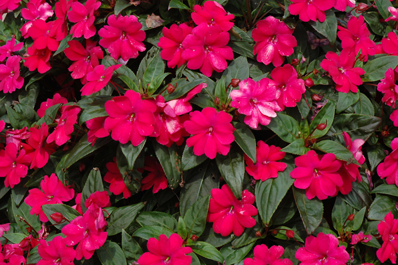 Big Bounce Cherry Impatiens (Impatiens 'Balbigbery') at Ted Lare Design and Build