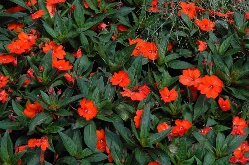 SunPatiens Spreading Clear Orange New Guinea Impatiens (Impatiens 'SunPatiens Spreading Clear Orange') at Ted Lare Design and Build