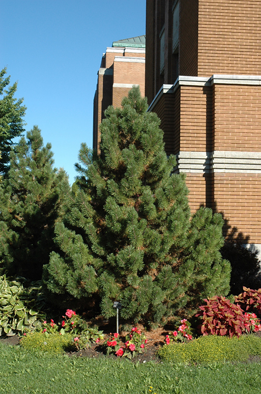 Tannenbaum Mugo Pine (Pinus mugo 'Tannenbaum') at Ted Lare Design and Build