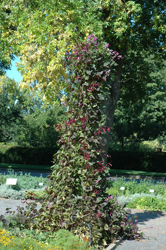 Ruby Moon Hyacinth Bean (Lablab purpureus 'Ruby Moon') at Ted Lare Design and Build
