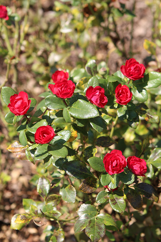 Petite Knock Out Rose (Rosa 'Meibenbino') at Ted Lare Design and Build