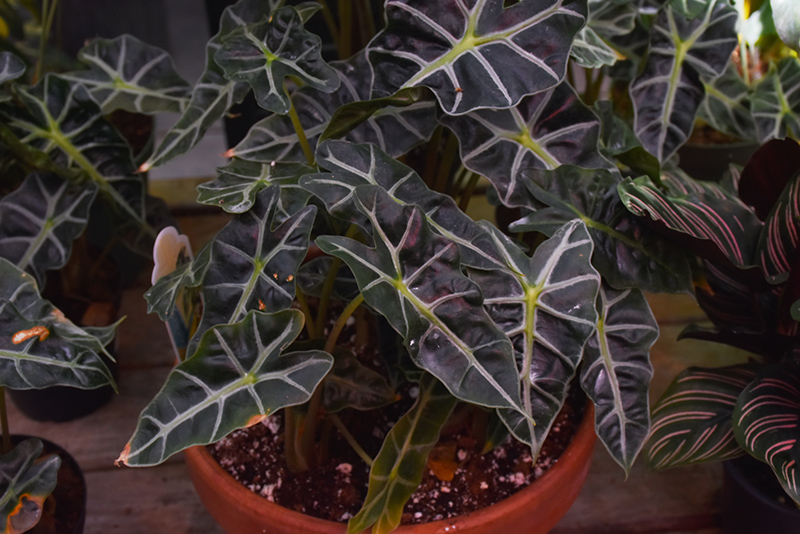 Amazon Elephant's Ear (Alocasia 'Amazonica') at Ted Lare Design and Build