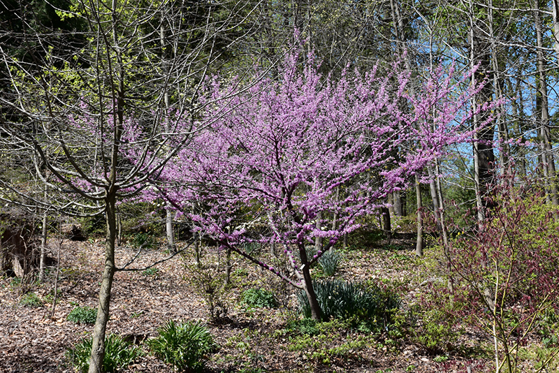 Hearts of Gold Redbud (Cercis canadensis 'Hearts of Gold') at Ted Lare Design and Build
