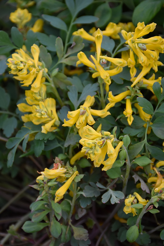 Canary Feathers Corydalis (Corydalis 'Canary Feathers') at Ted Lare Design and Build