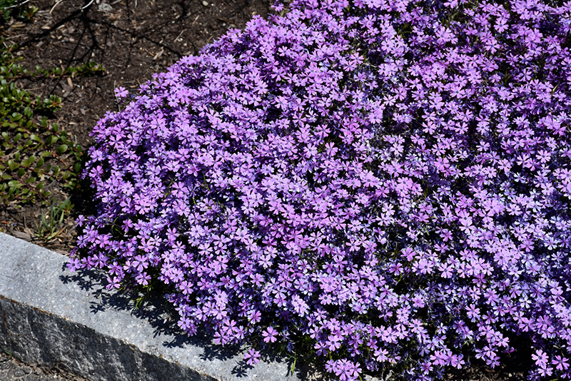 Purple Beauty Moss Phlox (Phlox subulata 'Purple Beauty') at Ted Lare Design and Build