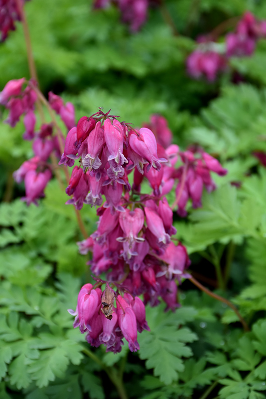 Luxuriant Bleeding Heart (Dicentra 'Luxuriant') at Ted Lare Design and Build