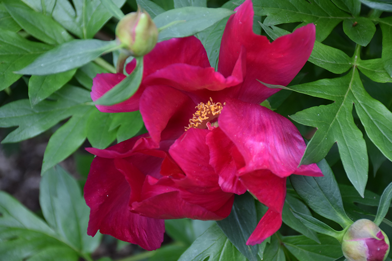 Scarlet Heaven Itoh Peony (Paeonia 'Scarlet Heaven') at Ted Lare Design and Build