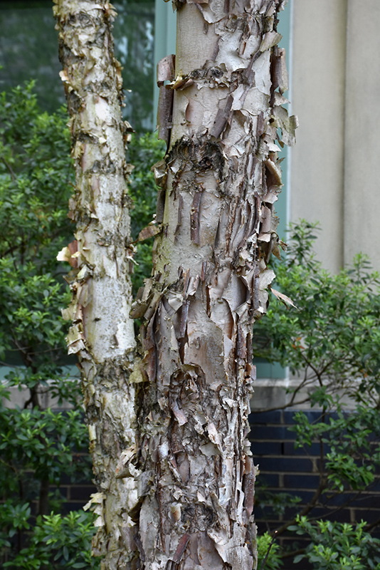Dura Heat River Birch (Betula nigra 'Dura Heat') at Ted Lare Design and Build