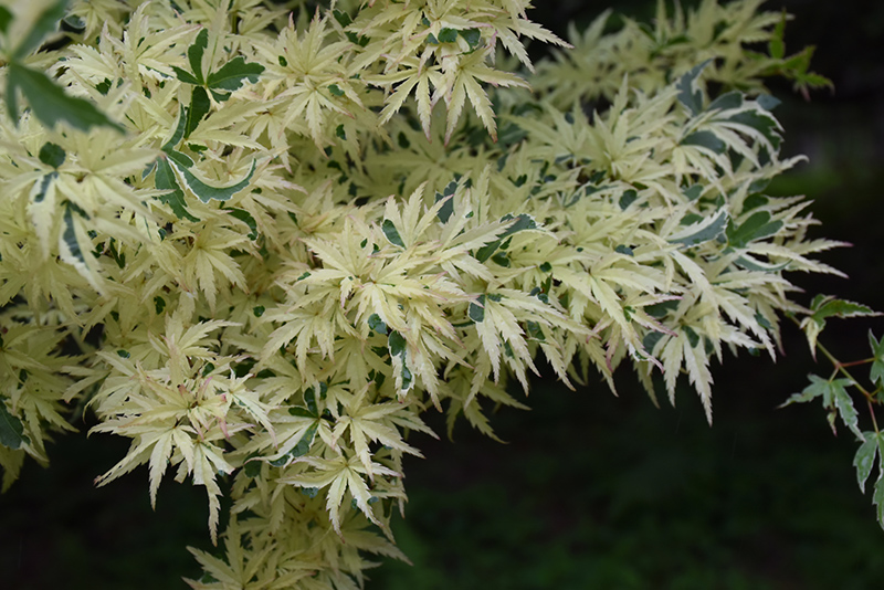 Butterfly Variegated Japanese Maple (Acer palmatum 'Butterfly') at Ted Lare Design and Build