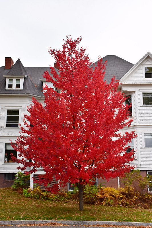 Sun Valley Red Maple (Acer rubrum 'Sun Valley') at Ted Lare Design and Build
