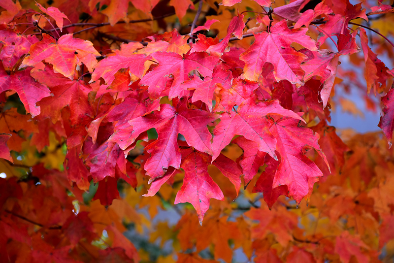 Fall Fiesta Sugar Maple (Acer saccharum 'Bailsta') at Ted Lare Design and Build