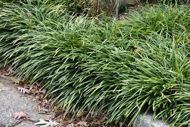 Big Blue Lily Turf (Liriope muscari 'Big Blue') at Ted Lare Design and Build