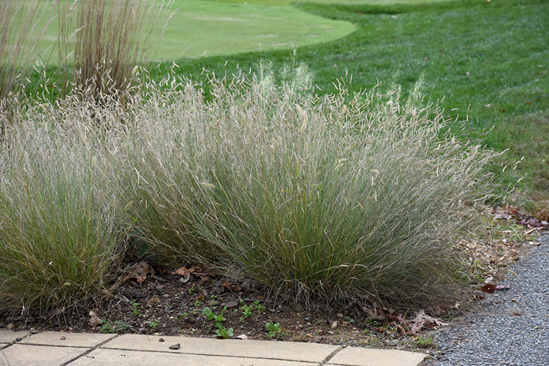 Blonde Ambition Blue Grama Grass (Bouteloua gracilis 'Blonde Ambition') at Ted Lare Design and Build