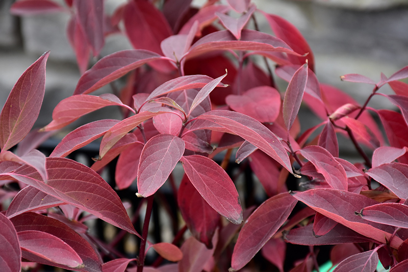 Arctic Fire Red Twig Dogwood (Cornus sericea 'Farrow') at Ted Lare Design and Build