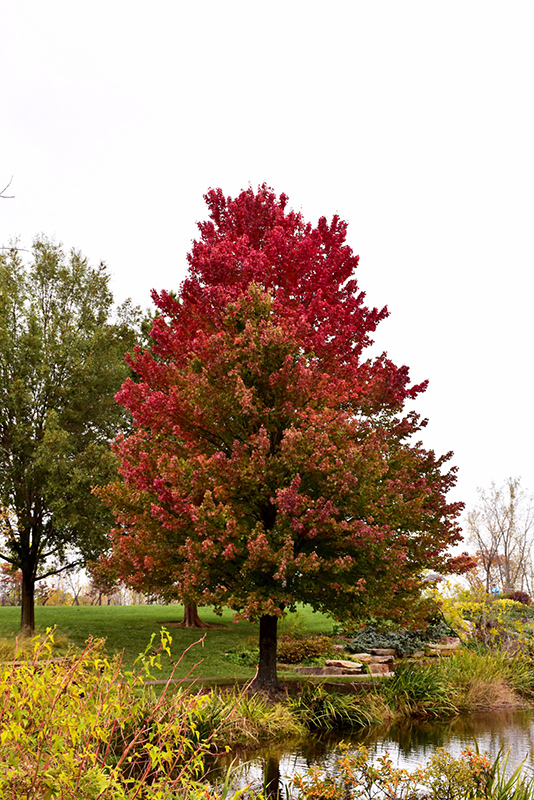 Red Sunset Red Maple (Acer rubrum 'Franksred') at Ted Lare Design and Build
