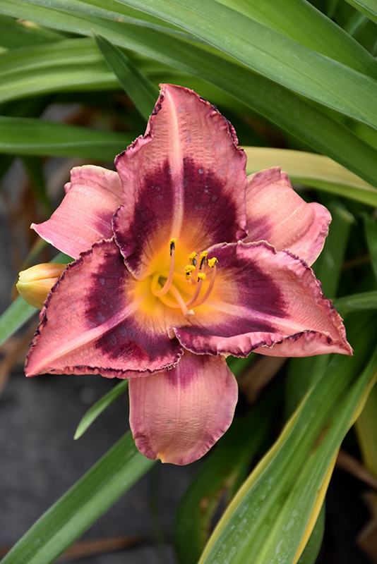 Happy Ever Appster Just Plum Happy Daylily (Hemerocallis 'Just Plum Happy') at Ted Lare Design and Build