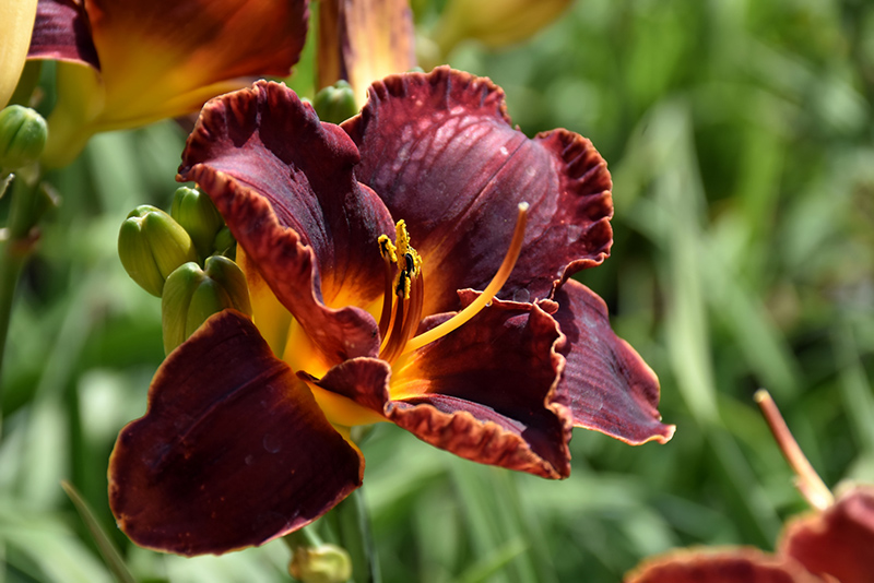Night Embers Daylily (Hemerocallis 'Night Embers') at Ted Lare Design and Build