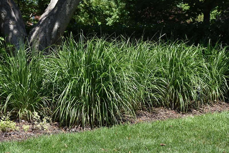 Korean Reed Grass (Calamagrostis brachytricha) at Ted Lare Design and Build