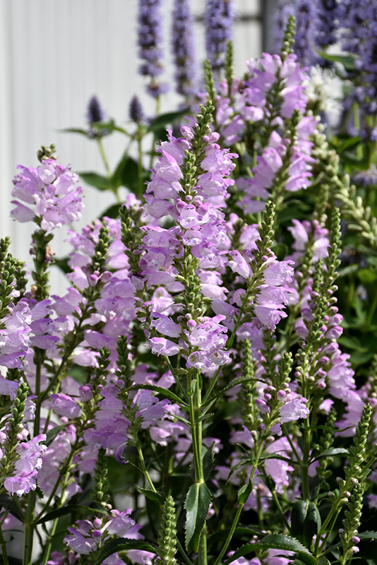 Pink Manners Obedient Plant (Physostegia virginiana 'Pink Manners') at Ted Lare Design and Build