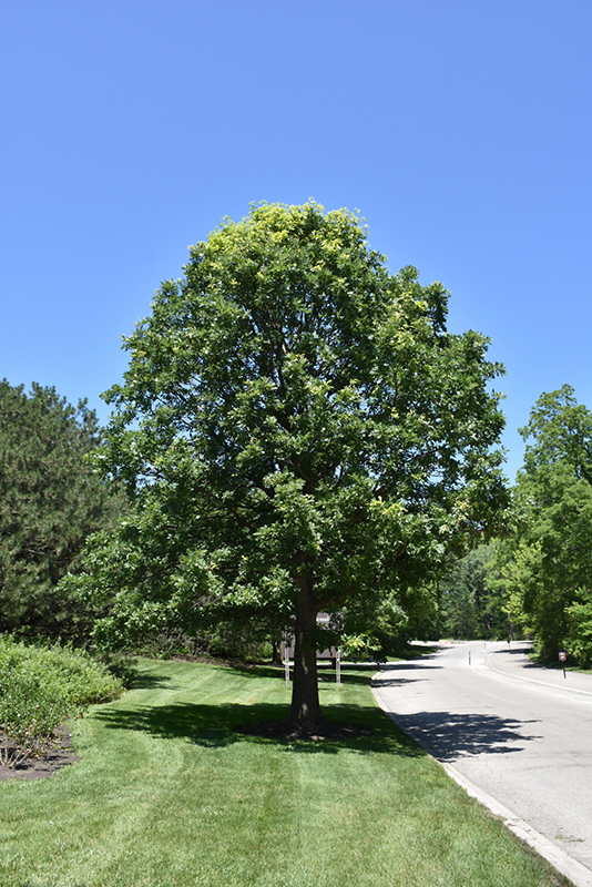 Bur Oak (Quercus macrocarpa) at Ted Lare Design and Build