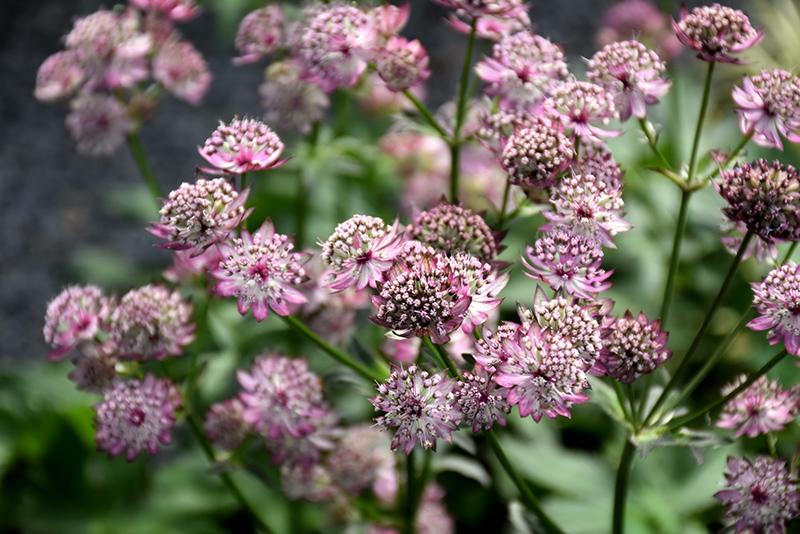 Abbey Road Masterwort (Astrantia major 'Abbey Road') at Ted Lare Design and Build