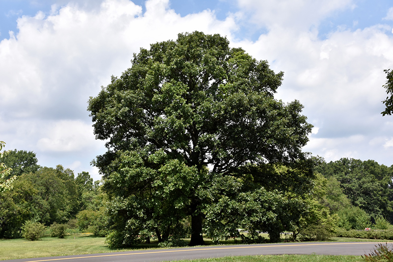 Swamp White Oak (Quercus bicolor) at Ted Lare Design and Build