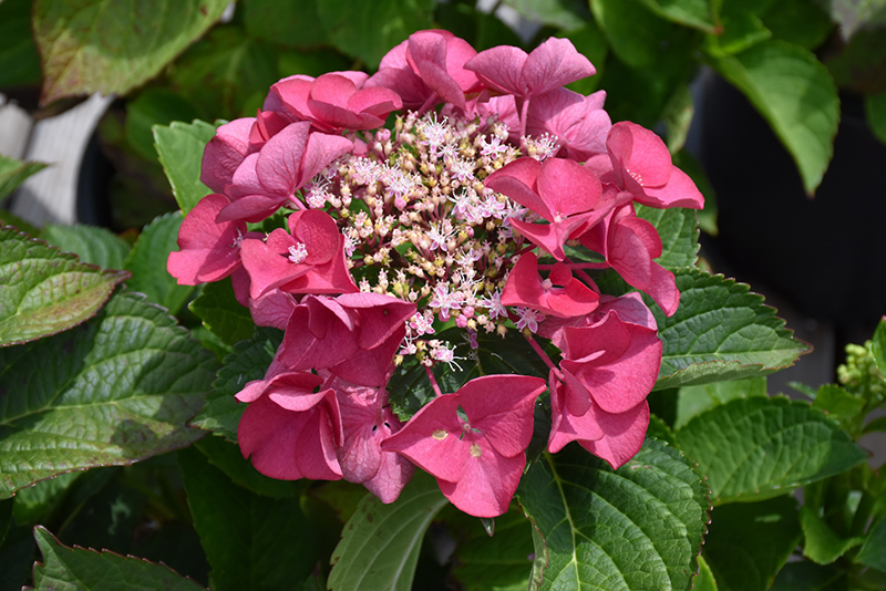 Cherry Explosion Hydrangea (Hydrangea macrophylla 'McKay') at Ted Lare Design and Build
