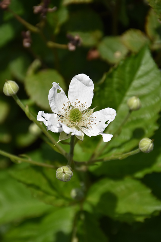 Baby Cakes Blackberry (Rubus 'APF-236T') at Ted Lare Design and Build