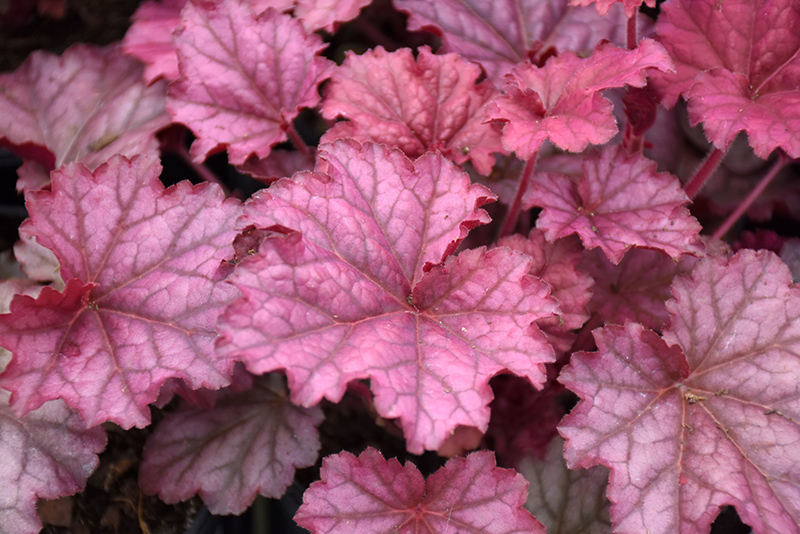 Berry Smoothie Coral Bells (Heuchera 'Berry Smoothie') at Ted Lare Design and Build