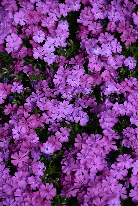 Spring Purple Moss Phlox (Phlox subulata 'Spring Purple') at Ted Lare Design and Build