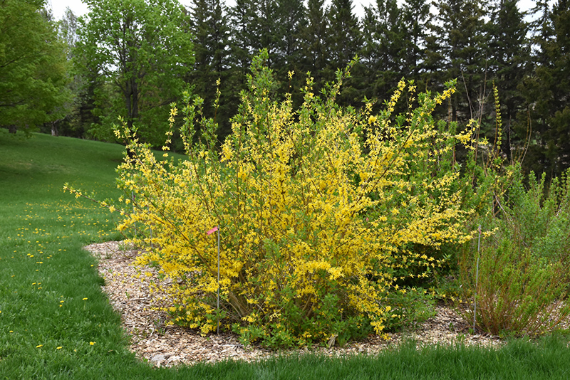 New Hampshire Gold Forsythia (Forsythia 'New Hampshire Gold') at Ted Lare Design and Build