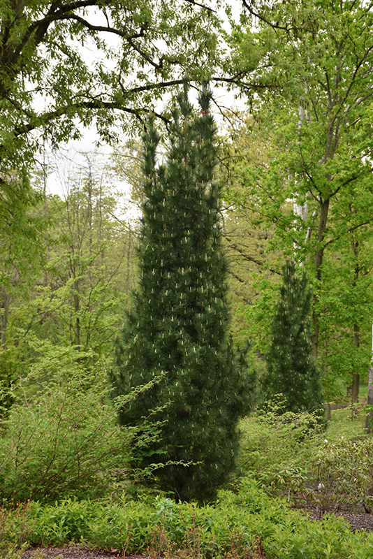 Stowe Pillar White Pine (Pinus strobus 'Stowe Pillar') at Ted Lare Design and Build