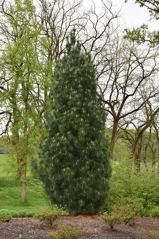 Stowe Pillar White Pine (Pinus strobus 'Stowe Pillar') at Ted Lare Design and Build