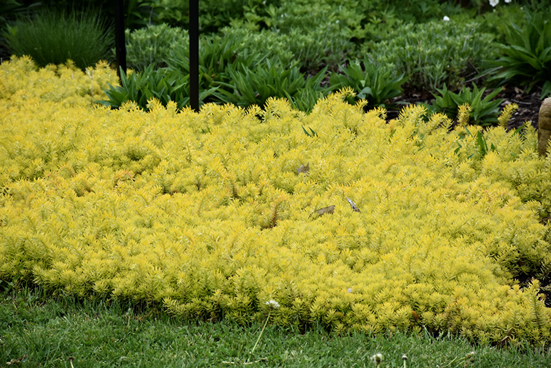 Angelina Stonecrop (Sedum rupestre 'Angelina') at Ted Lare Design and Build