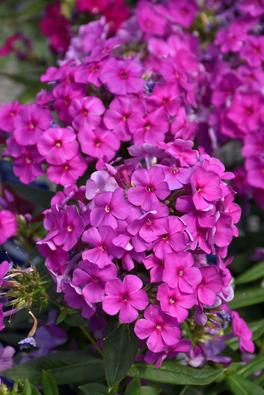 Purple Flame Garden Phlox (Phlox paniculata 'Purple Flame') at Ted Lare Design and Build