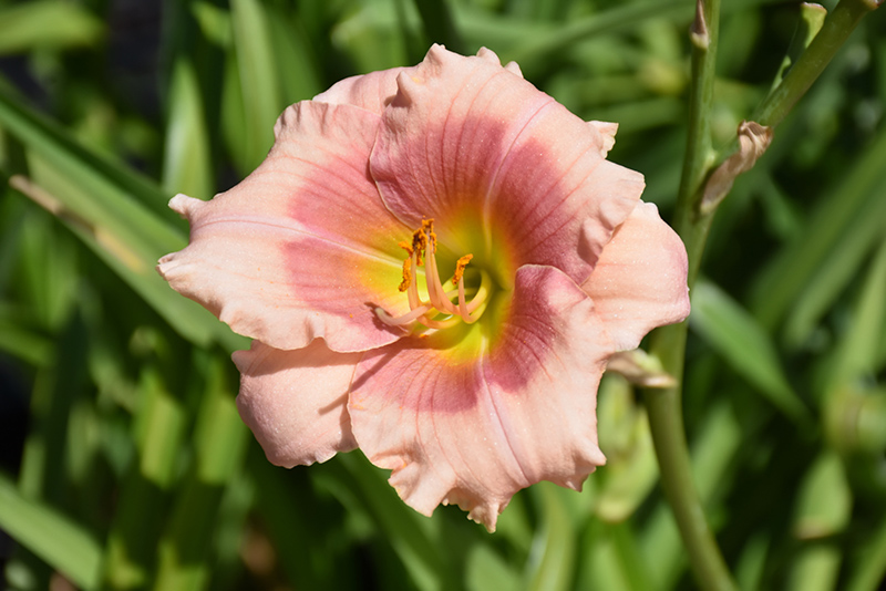 Janice Brown Daylily (Hemerocallis 'Janice Brown') at Ted Lare Design and Build