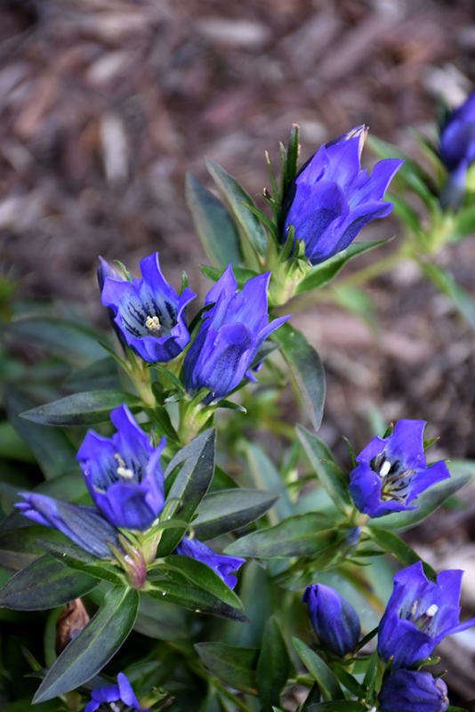 True Blue Gentian (Gentiana 'True Blue') at Ted Lare Design and Build