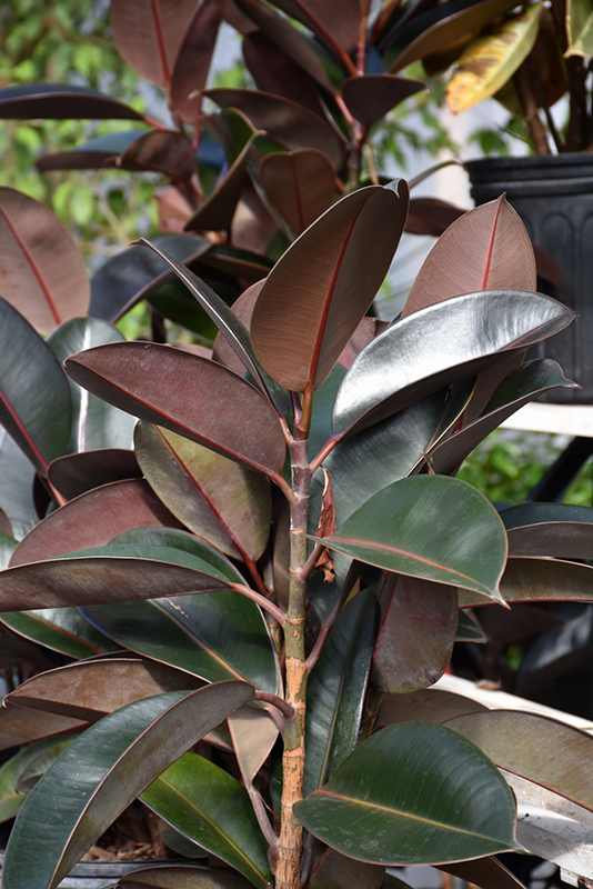 Burgundy Rubber Tree (Ficus elastica 'Burgundy') at Ted Lare Design and Build