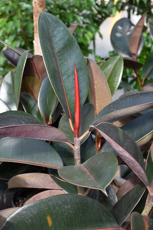 Burgundy Rubber Tree (Ficus elastica 'Burgundy') at Ted Lare Design and Build