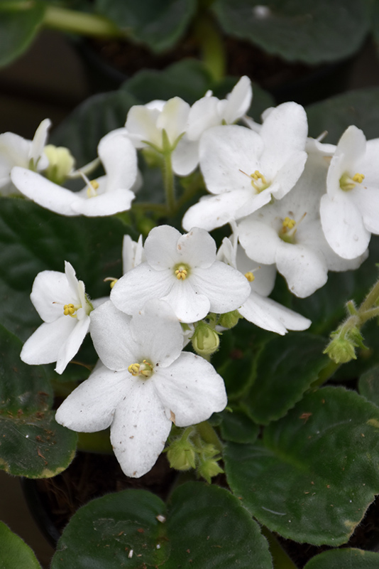 White African Violet (Saintpaulia 'White') at Ted Lare Design and Build