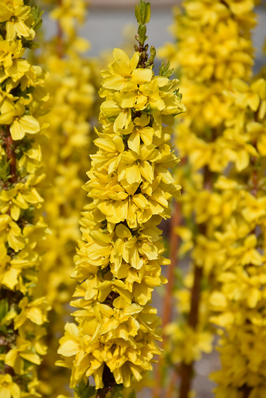 Show Off Starlet Forsythia (Forsythia x intermedia 'Minfor6') at Ted Lare Design and Build