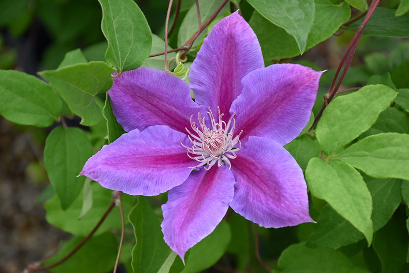 Dr. Ruppel Clematis (Clematis 'Dr. Ruppel') at Ted Lare Design and Build