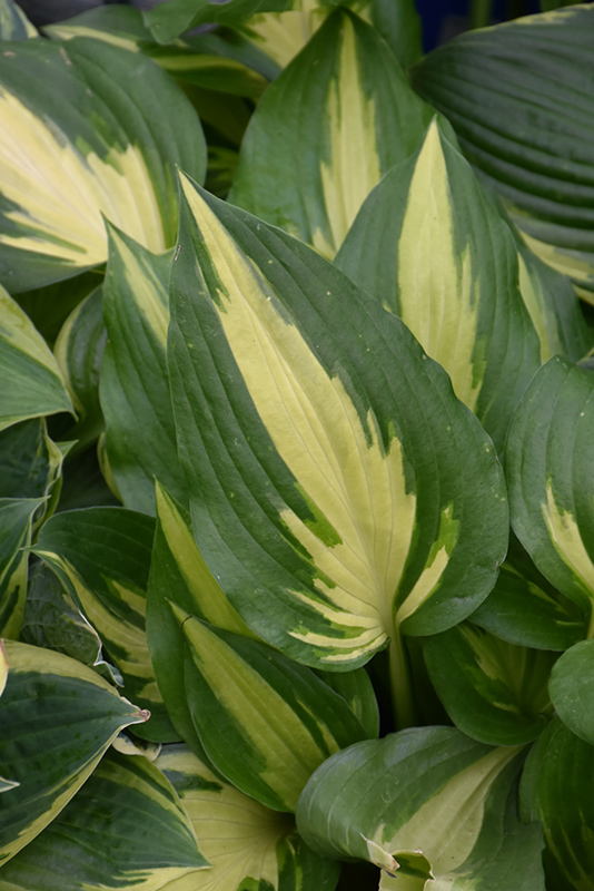 Christmas Candy Hosta (Hosta 'Christmas Candy') at Ted Lare Design and Build