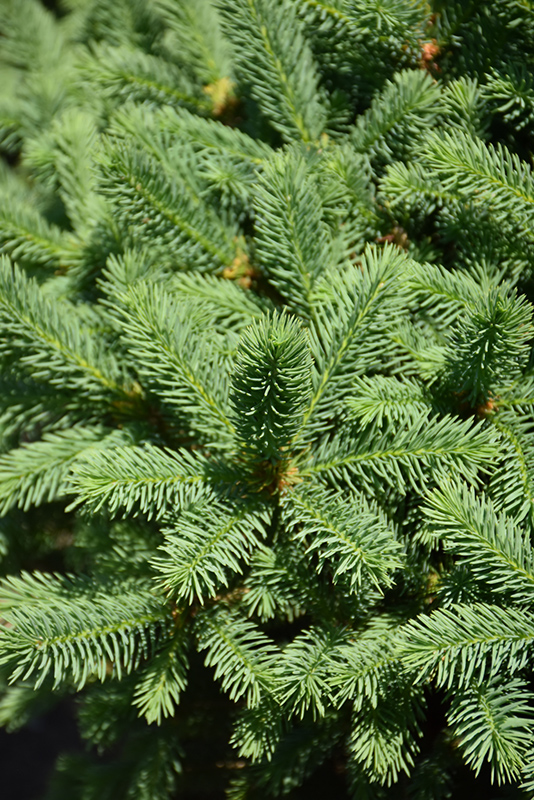 Meyer's Blue Spruce (Picea meyeri) at Ted Lare Design and Build