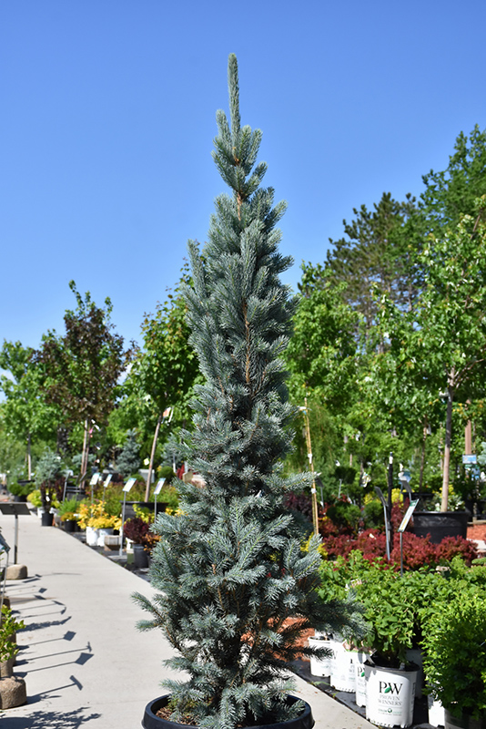 Blue Totem Spruce (Picea pungens 'Blue Totem') at Ted Lare Design and Build