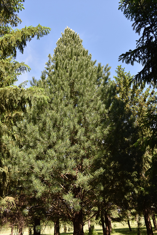 Prairie Statesman Swiss Stone Pine (Pinus cembra 'Herman') at Ted Lare Design and Build