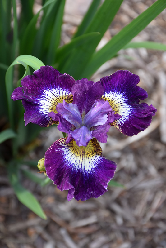 Contrast In Styles Siberian Iris (Iris sibirica 'Contrast In Styles') at Ted Lare Design and Build