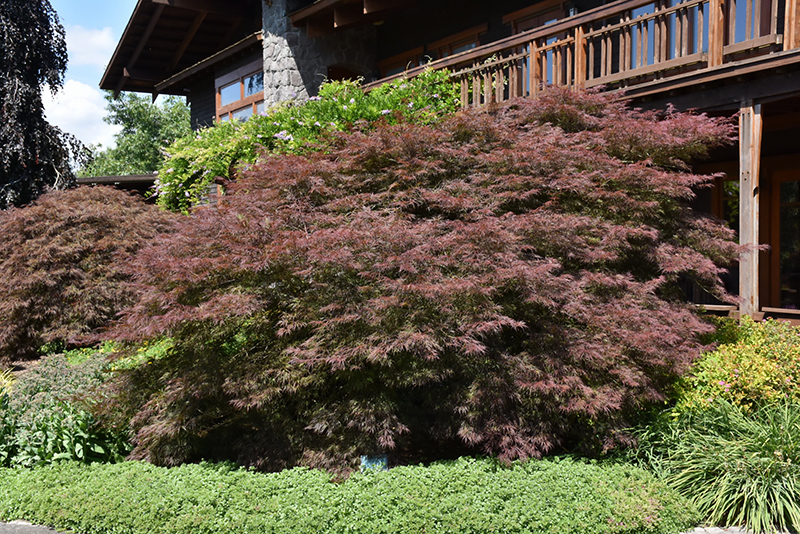 Ever Red Lace-Leaf Japanese Maple (Acer palmatum 'Ever Red') at Ted Lare Design and Build