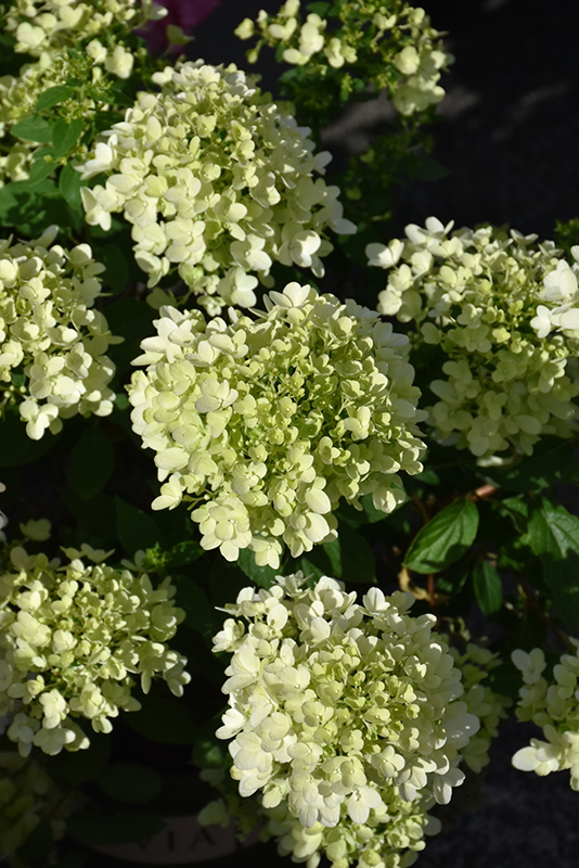 Candy Apple Hydrangea (Hydrangea paniculata 'SMHPMWMH') at Ted Lare Design and Build